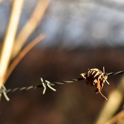 2018-11 Scotland/Portnalong/DSC_7307.JPG